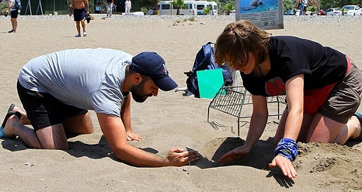 caretta caretta caretta caretta